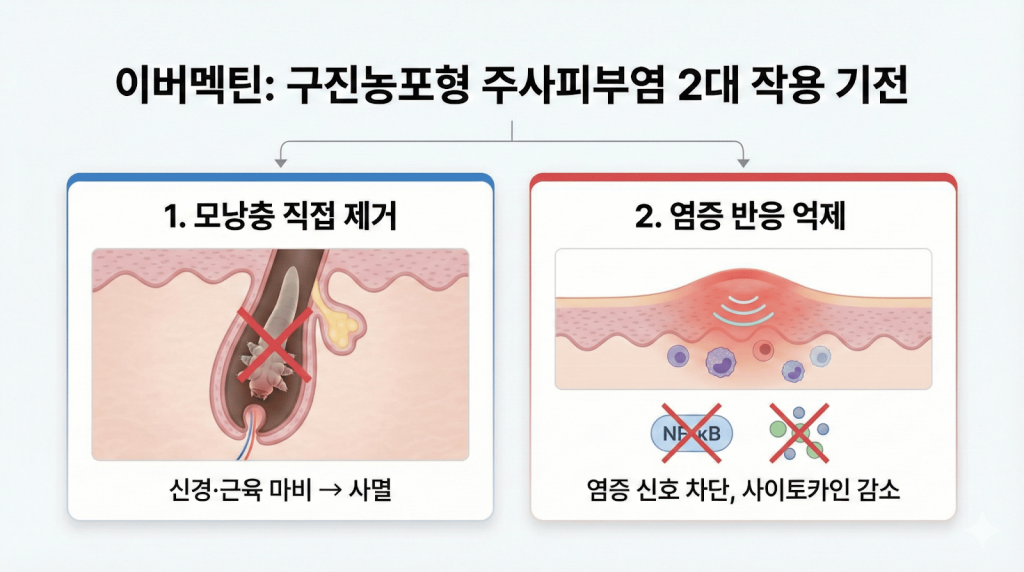 모낭충치제 이버멕틴은  주사피부염에 효과적인 약물로 알려져있고 그 기전은 모낭충의 신경 근육을 마비하여 직접 사멸하는 효과가있으며 염증신호전달을 차단하고 사이토카인을 감소시켜 염증반응을억제합니다