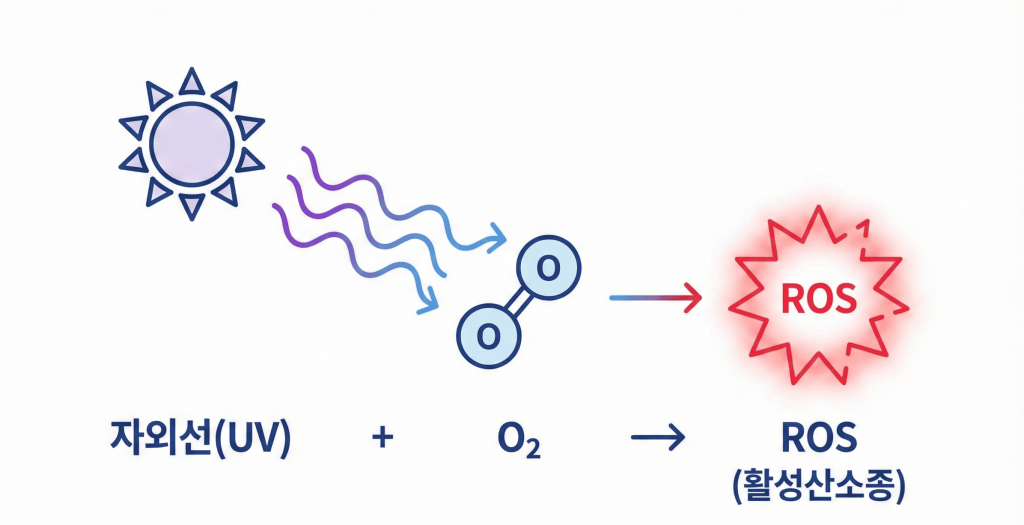 자외선(UV)과 산소 분자가 결합하여 활성산소종(ROS)이 생성되는 과정을 나타낸 한글 설명 도식 이미지