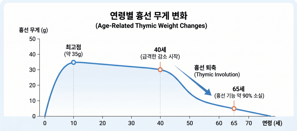 한국어: 연령별 흉선 무게 변화 그래프 — 흉선 퇴축과 면역 노화  Age-related thymic weight changes graph thymic involution immune aging