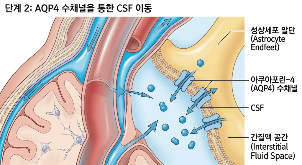 단계 2: AQP4 수채널을 통한 CSF 이동 alt text: 글림패틱 시스템 2단계 — 성상세포 말단의 아쿠아포린-4(AQP4) 수채널을 통해 뇌척수액(CSF)이 간질액 공간으로 이동하는 과정을 나타낸 의학 일러스트. CSF 분자가 AQP4 채널을 통과해 세포 사이 공간으로 확산되는 구조를 상세히 보여준다.