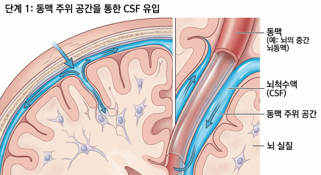 단계 1: 동맥 주위 공간을 통한 CSF 유입alt text: 글림패틱 시스템 1단계 — 뇌척수액(CSF)이 동맥 주위 공간을 따라 뇌 실질로 유입되는 과정을 나타낸 의학 일러스트. 뇌의 중간 뇌동맥 주변 공간을 통해 파란색 화살표 방향으로 CSF가 흐르는 구조를 보여준다.