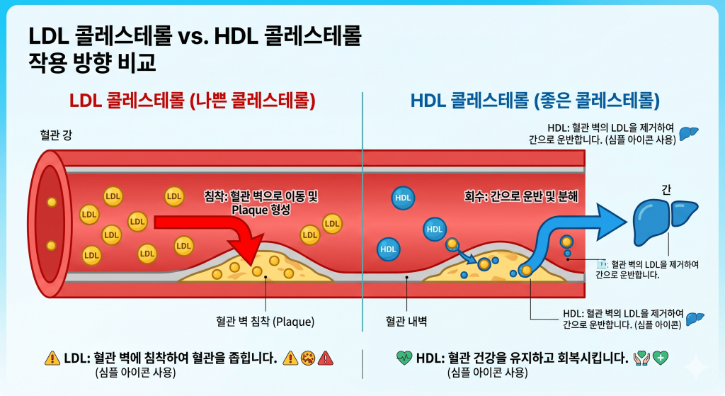 HDL과 LDL의 역할을 비교하는 이미지