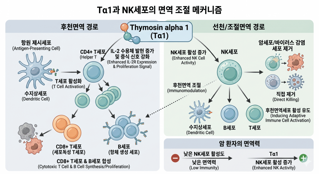 싸이모신 알파1 면역세포 조절 메커니즘 — T세포 NK세포 수지상세포 활성화