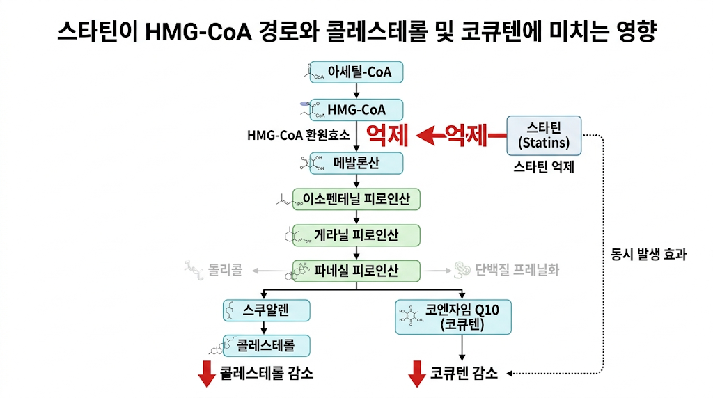 스타틴으로인해 콜레스테롤 고지혈저하와 더불어 코큐텐의 감소를 유발하는  그림이미지. 